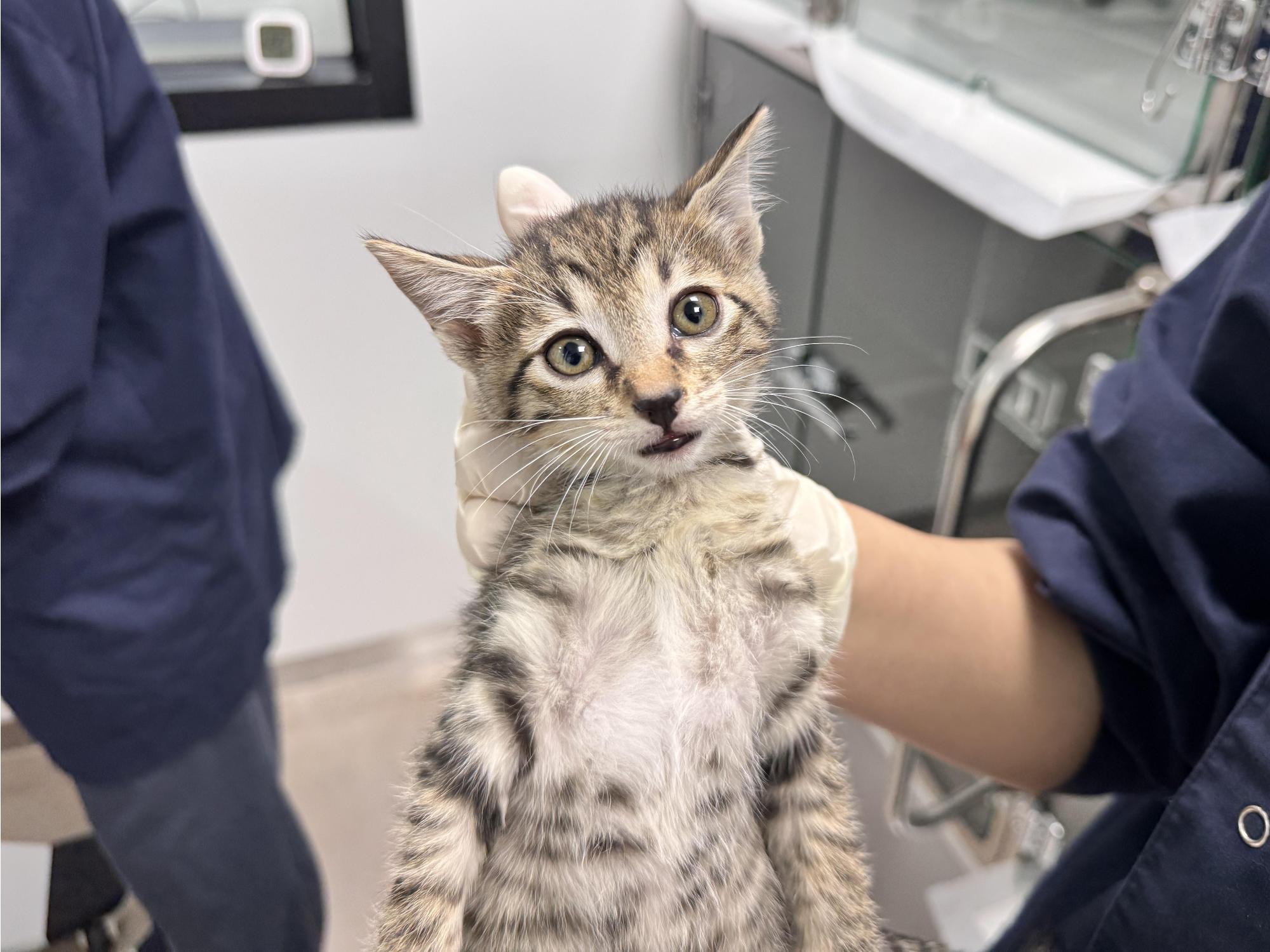 보호중 한국 고양이…